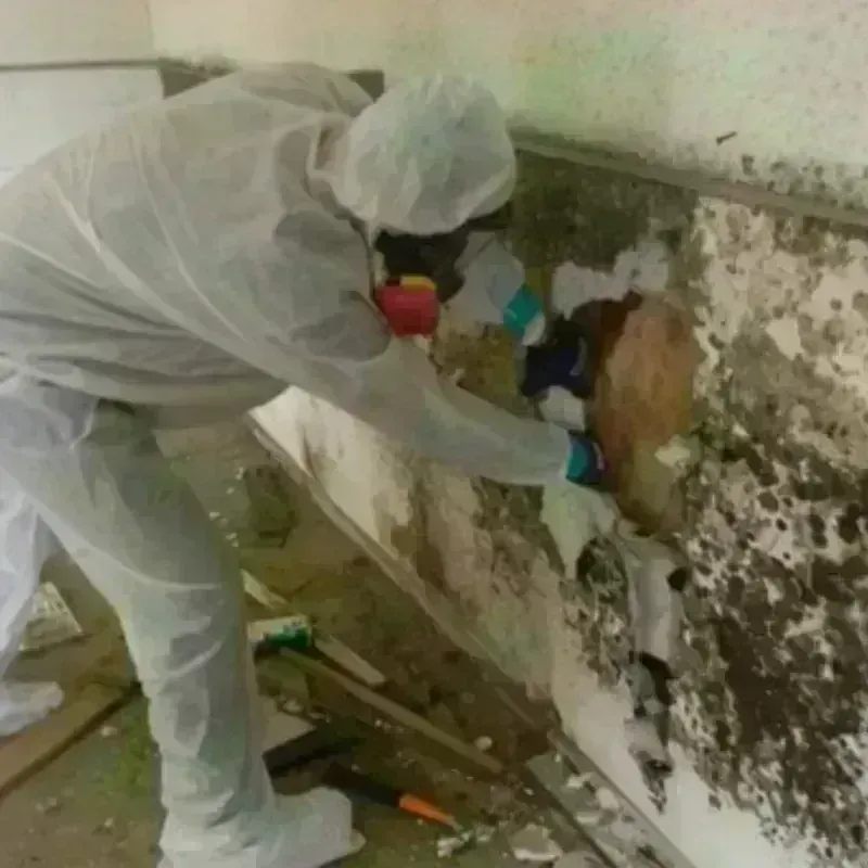 Mold Remediation and Removal in Platte, SD